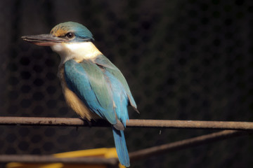 Sacred kingfisher