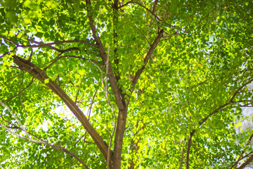 Fototapeta premium abstract of nature with the bokeh of light through the trees as a background image
