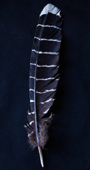 Striped feather on fabric background.