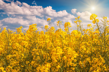 Obraz premium yellow rape flower