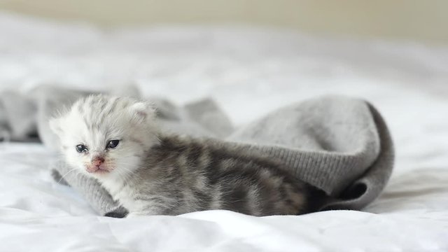 Cute tabby kittens playing on white bed slow motion 15