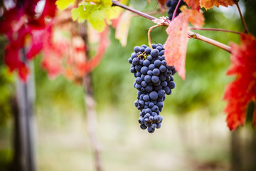 Grappolo di uva maturo nel vigneto pronto per la vendemmia