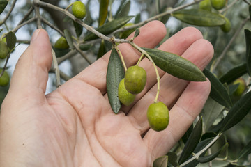 olives on the tree in the late summer	