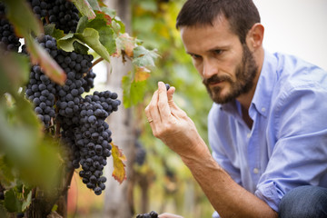 Man in the vineyards picking vine grapes