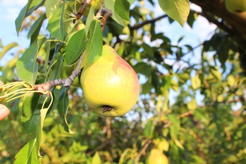 Ripe Pear. September. Two.