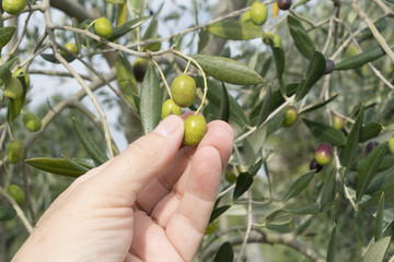 olives on the tree in the late summer	