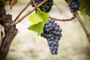 Grappolo di uva maturo nel vigneto pronto per la vendemmia