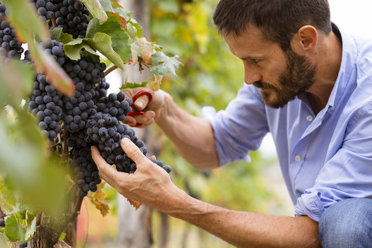 Man in the vineyards picking vine grapes