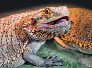 Bartagame Nahaufnahme