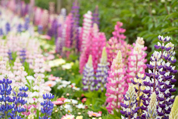 Fototapeta premium Closed up of beautiful multi color of lupine flower background