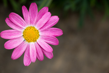 Top view of beautiful pink flower background
