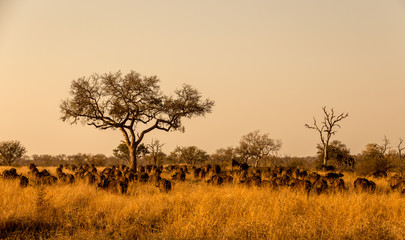 Fototapeta na wymiar Buffalo Herd in the Savanna