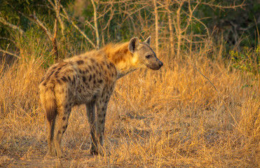 Naklejka na ściany i meble Hyena in the Savanna