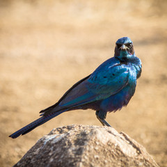 Naklejka premium Cape glossy starling
