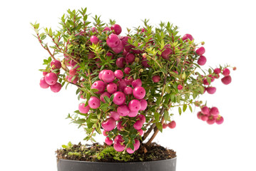 Torfmyrte mit Beeren