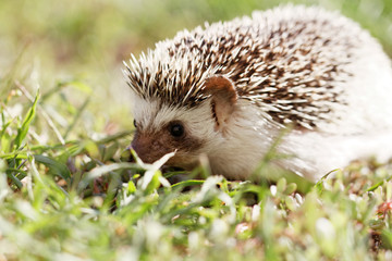  African white- bellied hedgehog