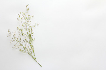 Flat lay. meadow grass