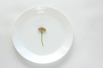 Minimalistic composition of the flower, and white dish. Achillea. Flat lay