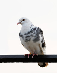 Gray pigeons