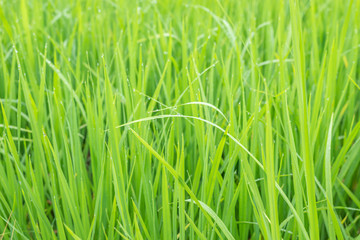 Green Terraced Rice Field in Mae La Noi in Maehongson, northern of Thailand