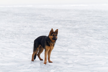 Dog on the ice
