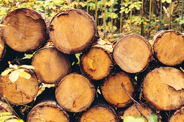 problem of forest conservation - firewood logs