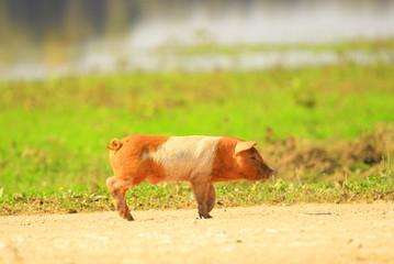 Cute colorful piglet