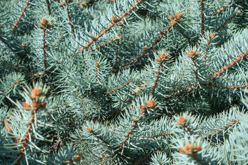 Naklejka na ściany i meble blue spruce close-up background