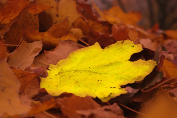 Autumn arrives, a close-up of autumn leaves. Difrent concept. Shallow depth of focus.