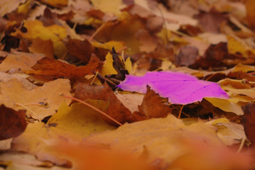 Autumn arrives, a close-up of autumn leaves. Difrent concept. Shallow depth of focus.
