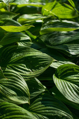 Beautiful green leaves in sunlight background. Background leaves texture
