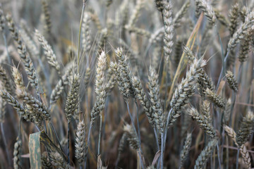 Fototapeta premium cereal field summer