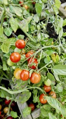 cherry tomatoes in square garden