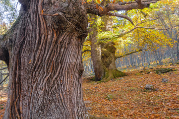 Castañar de El Tiemblo, Ávila, España