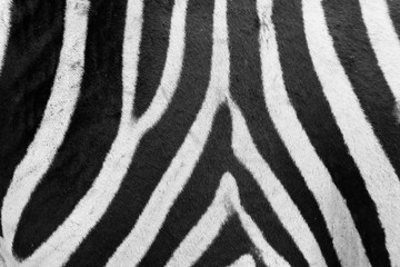 Fototapeta na wymiar Zebra Muster