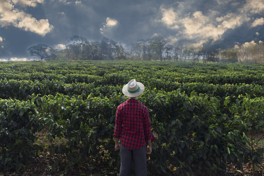 Farmer with hat looking the coffee plantation field
