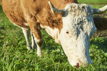 Dairy cow at summer sunset green field