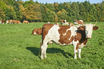 Fototapeta na wymiar Dairy cow at summer sunset green field