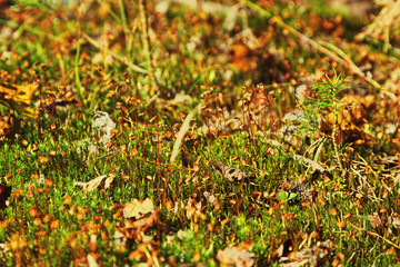 Forest in fall close-up capture