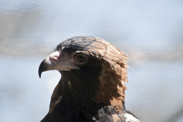 black breasted buzzard