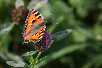 small tortoiseshell