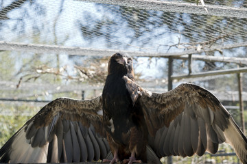 black breasted buzzard