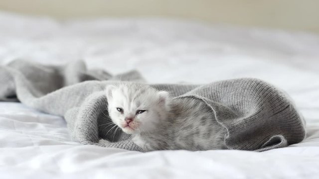 Cute tabby kittens playing on white bed slow motion 