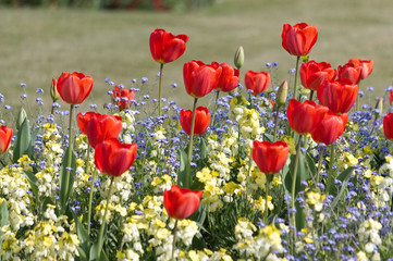Red Tulips