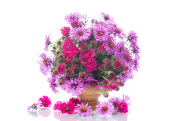 bouquet of beautiful purple chrysanthemums