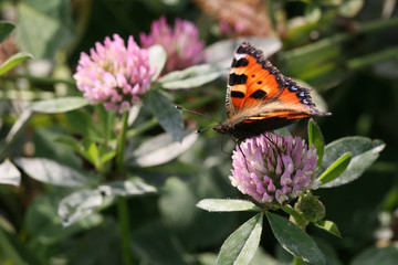 small tortoiseshell