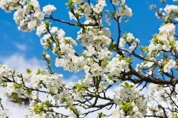 Flowering apricot branches on the sky background