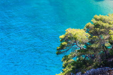 Fototapeta na wymiar Pine tree above sea