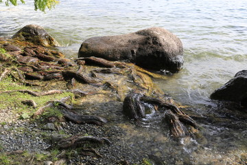 Seeufer mit Wasser, Wurzeln und Steinen