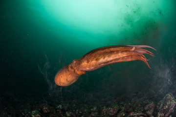 оctopus in the deep ocean